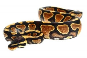 Python regius, yellow belly
